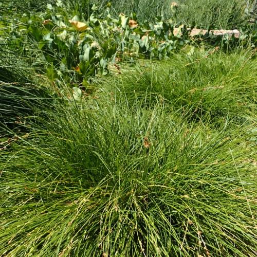 Beige-brown foliage with lime-green leaves and stems.
