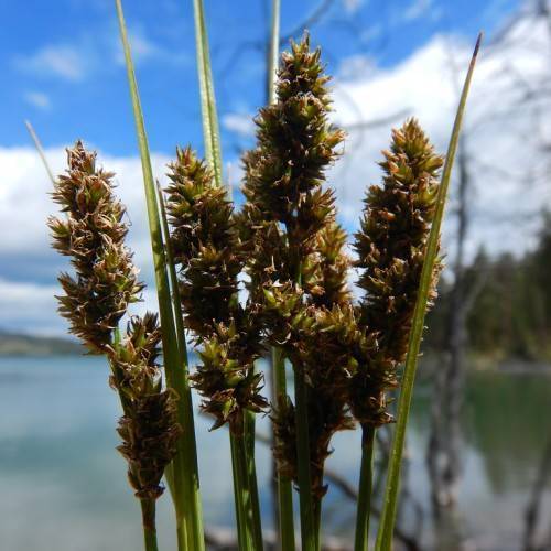 Green leaves and brown-green seedheads