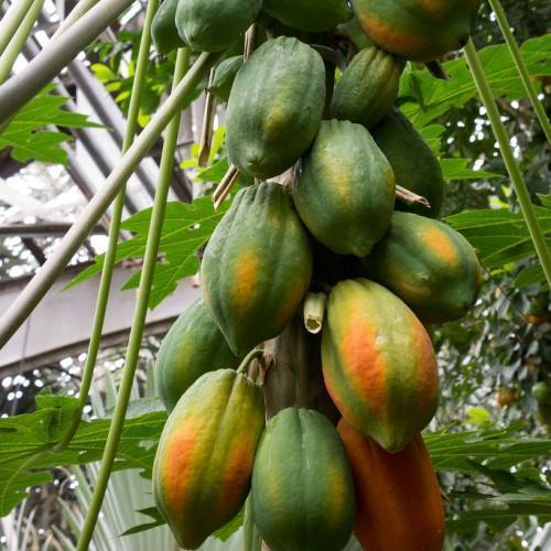 Green-orange fruits with smooth skin and a green stem and green leaves.