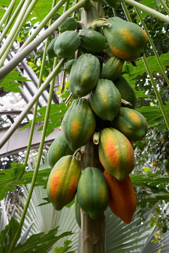 Green-orange fruits with smooth skin and a green stem and green leaves.