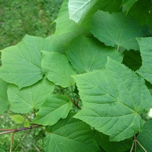Green leaves and petiole, silver-brown stem.