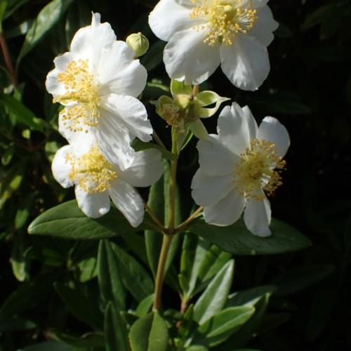 White flower with lime stigma, style and ovary, yellow stamen, lime sepal and buds, lime-beige stems, green leaves with yellow midrib and veins.