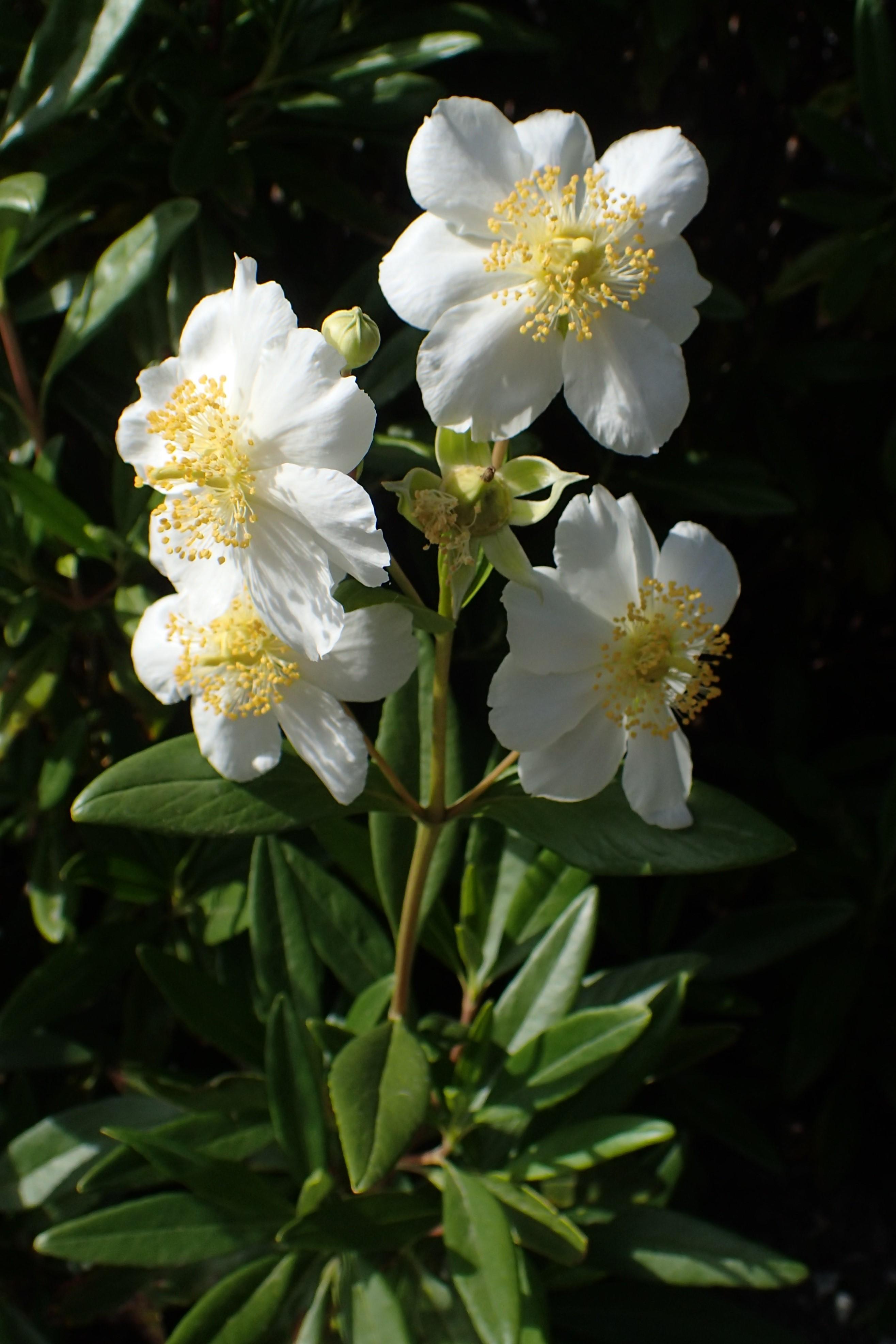White flower with lime stigma, style and ovary, yellow stamen, lime sepal and buds, lime-beige  stems, green leaves with yellow midrib and veins.