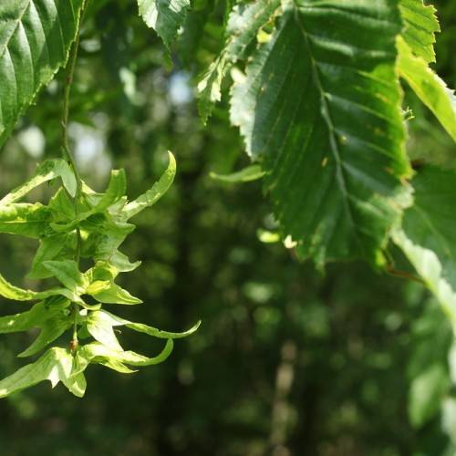 Dark-green leaves hanging downwards on green stalk.