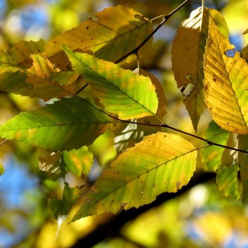 Green-yellow leaves with brown petiole and brown stem.