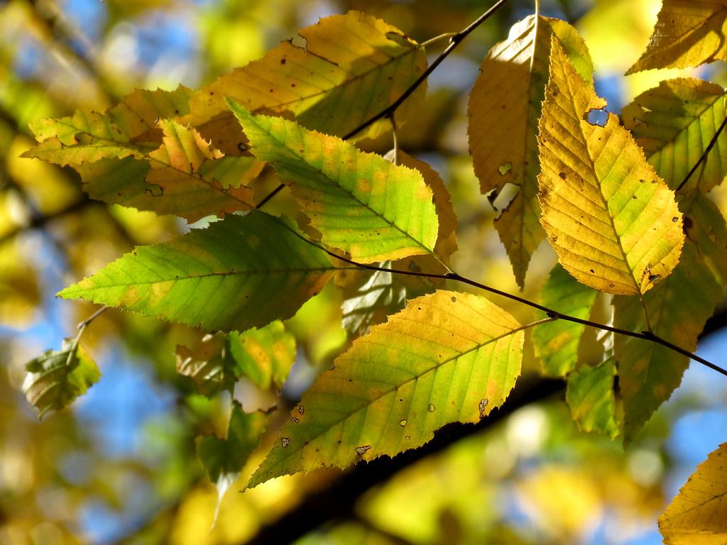 Green-yellow leaves with brown petiole and brown stem.
