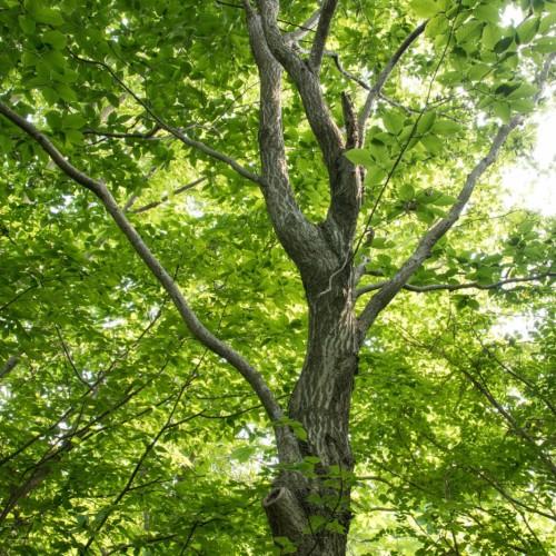 Green leaves with black-gray trunk, gray stems and branch.