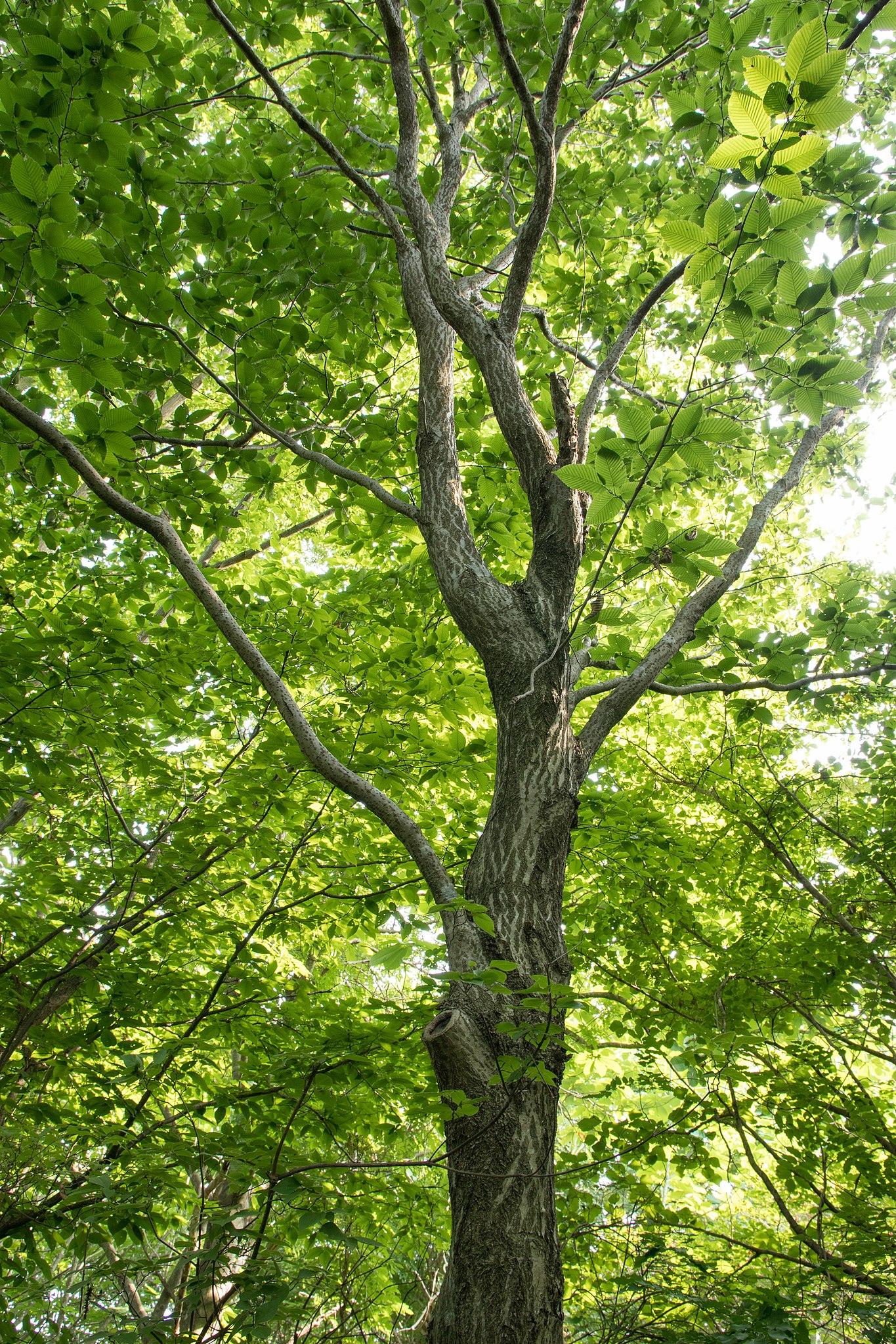 Green leaves with black-gray trunk, gray stems and branch.