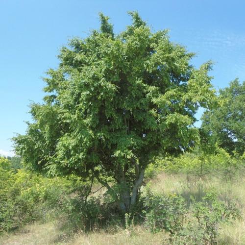 Green leaves with light-gray trunk.