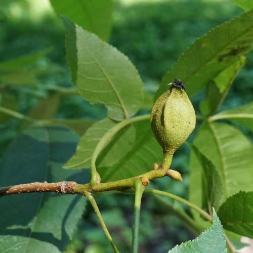Green foliage, and brown branch and green nut.