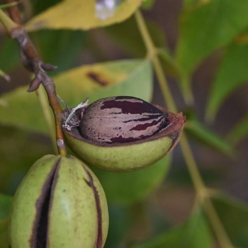 Brown-green nuts with light-maroon kernel inside on brown stalk and blurry green leaves.