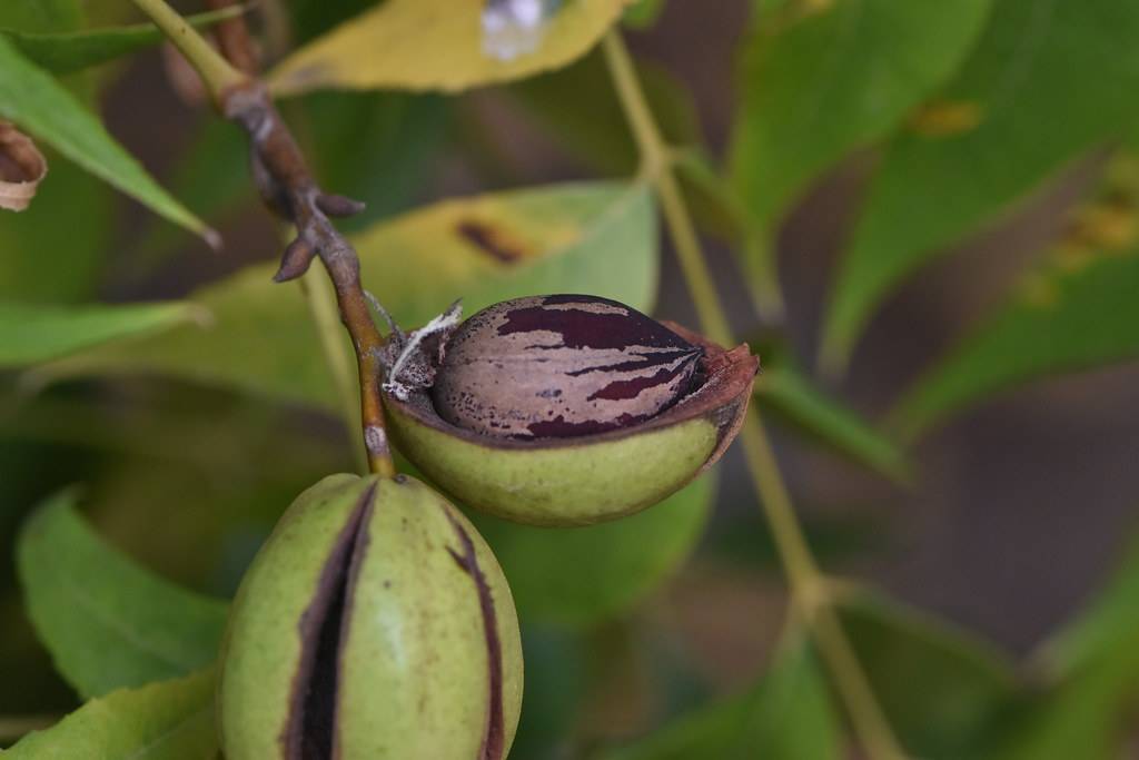Brown-green nuts with  light-maroon kernel inside on brown stalk and blurry green leaves.