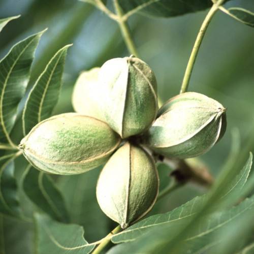 Green nuts hanging from its green branches along with green leaves.