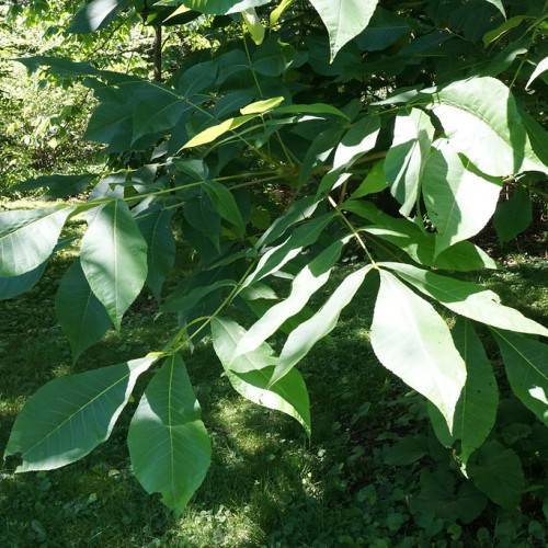 Green leaves on green stalks.