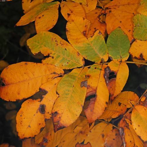Green-orange leaves on yellow stalk.
