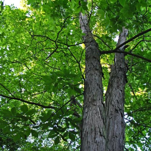 Lime-green leaves with silver-gray trunk, dark-gray stems and branches.
