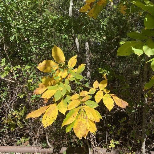 green-yellow leaves on green stalk and brown branches and brown trunk.