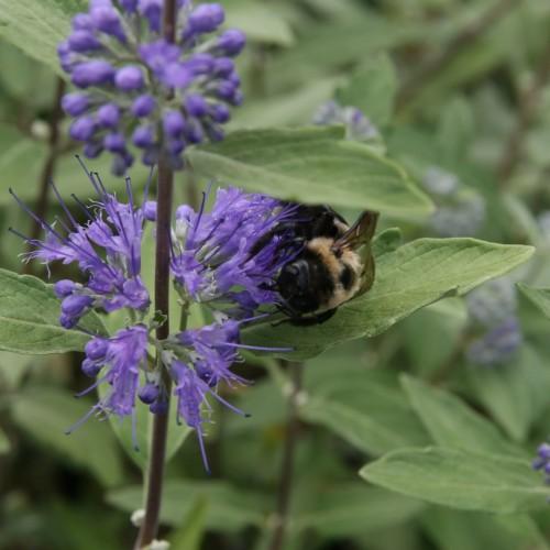 Violet flower with green leaves, violet style, filament and buds, off-white anther, white-silver sepals, dark-blue stigma, burgundy-brown stem,  yellow midrib and veins.