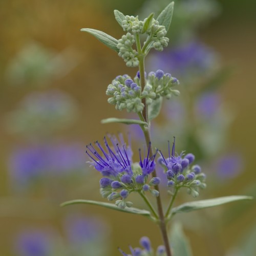 Violet flower with green leaves and stems, violet-green buds, green-brown stems, light-green petiole, black anthers, violet stigma, style and filaments.