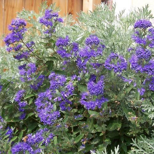 purple-blue flowers with green leaves and grey-green fronds on maroon-green stems.