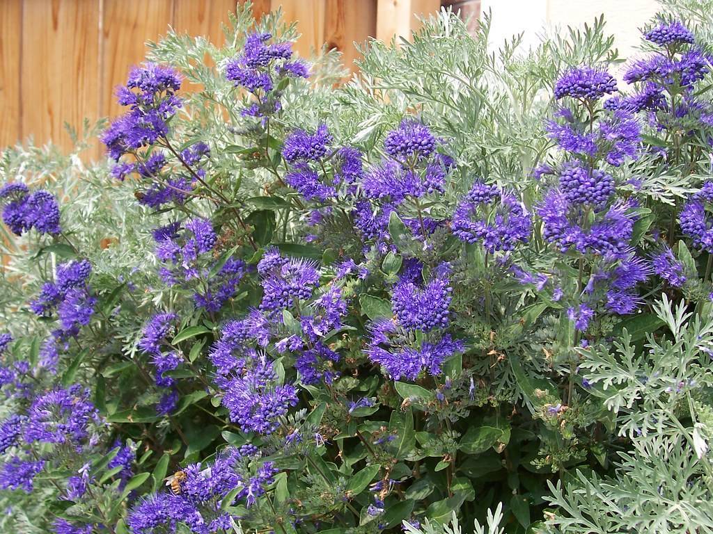 purple-blue flowers with green leaves and grey-green fronds on maroon-green stems.