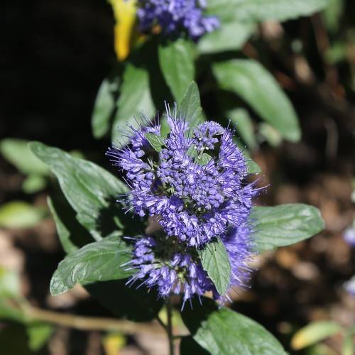 blue-violet flowers on a green stem and green foliage.
