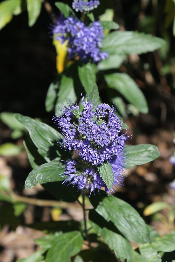 blue-violet flowers on a green stem and green foliage.
