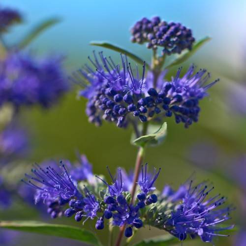blue flowers and green foliage in the background on brown stalk.