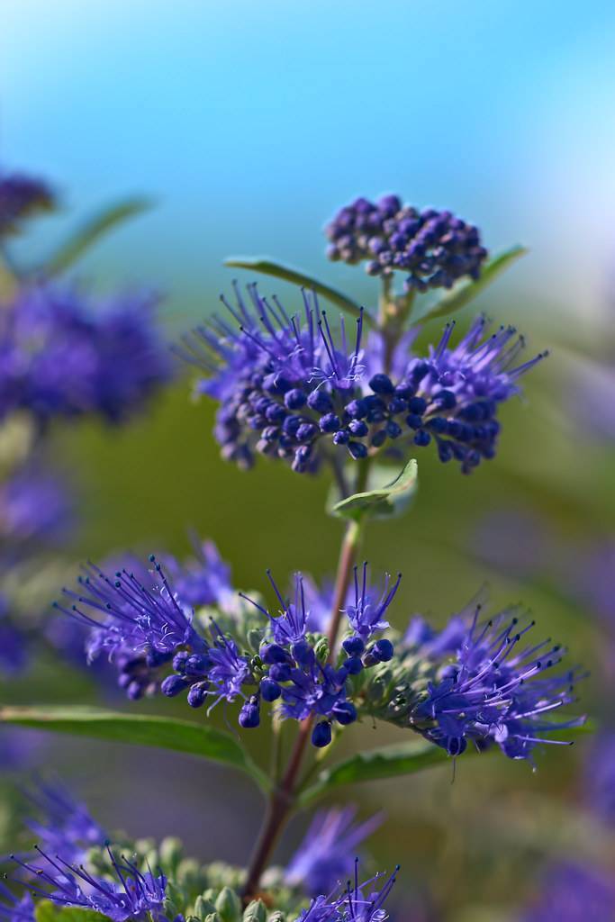 blue flowers and green foliage in the background on brown stalk.