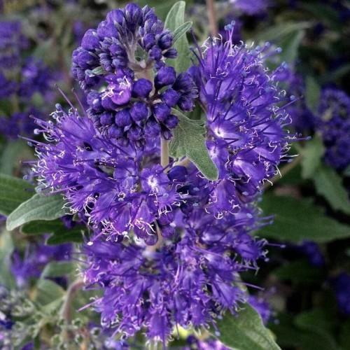 Violet flower with buds, white center, green leaves, beige stems, violet-white sepals, violet stigma, style and filaments, white anthers.
