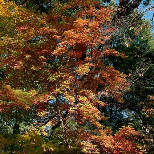orange-yellow leaves with brown branches