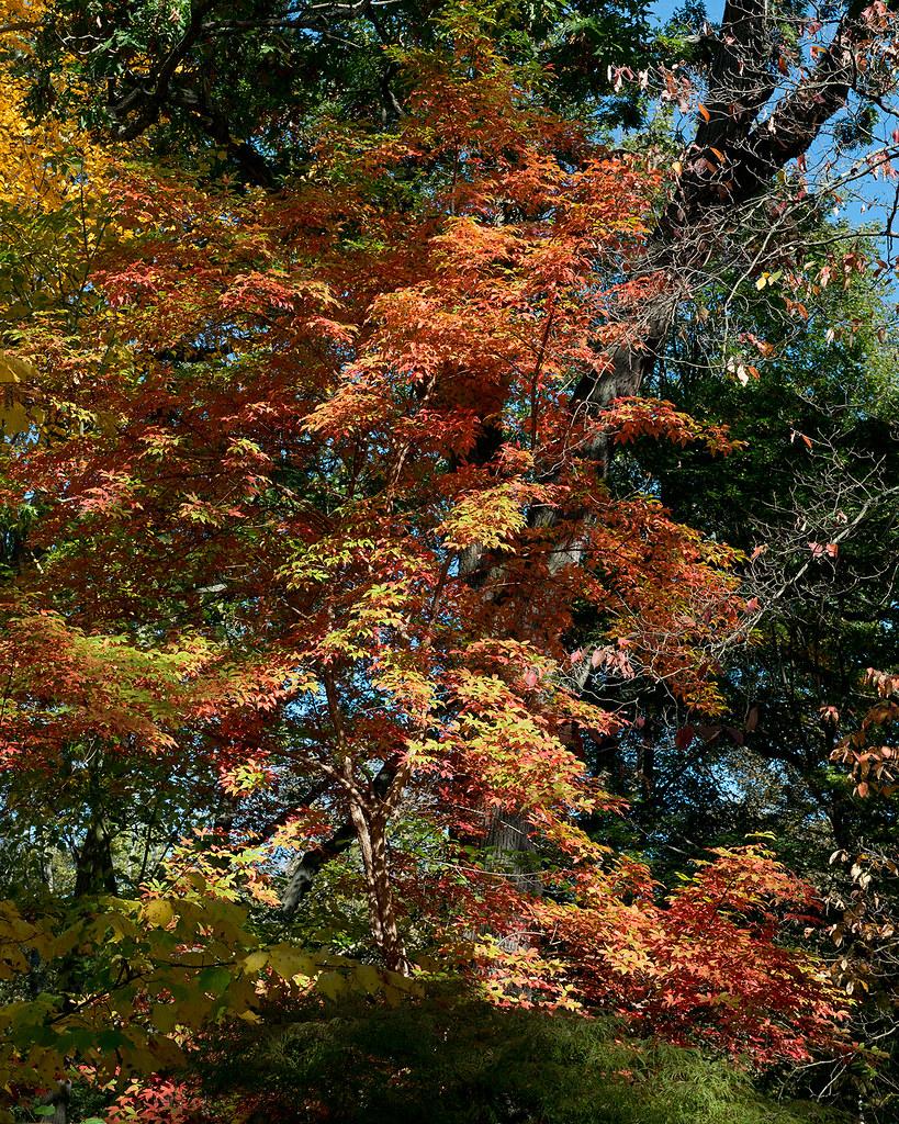 orange-yellow leaves with brown branches 