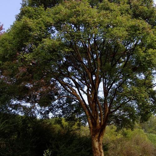 A tree having a strong brown trunk and multiple brown-dark brown branches covered with small dark-green leaves.