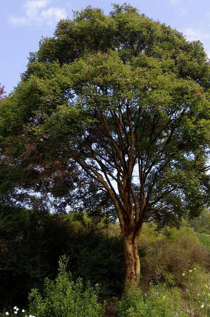 A tree having a strong brown trunk and multiple brown-dark brown branches covered with small dark-green leaves.