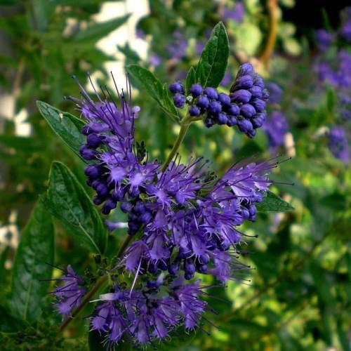 Violet flowers with buds, violet stigma, style and filaments, white anthers, green leaves, lime stems and petiole, green leaves, yellow midrib, veins and blades.