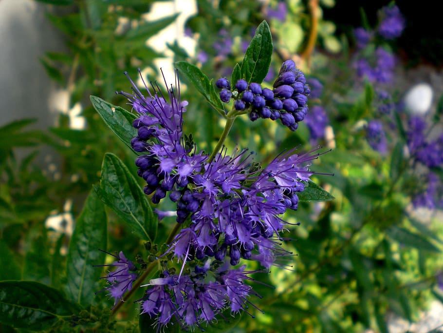 Violet flowers with buds, violet stigma, style and filaments, white anthers, green leaves, lime stems and petiole, green leaves, yellow midrib, veins  and blades.