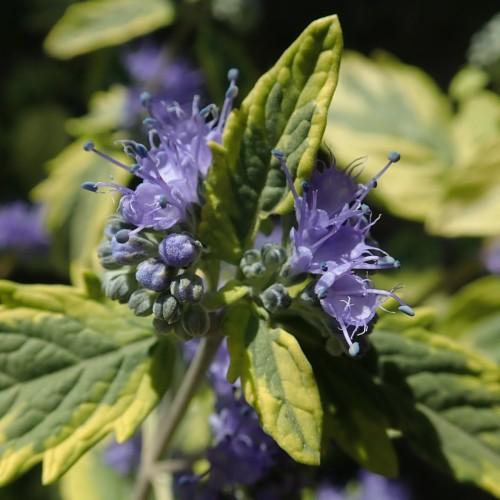 Light-violet flower with style, blue stigma, light-violet stamen, yellow-green leaves, violet-green buds and lime stem.