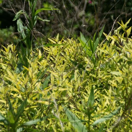 Yellow-green leaves.