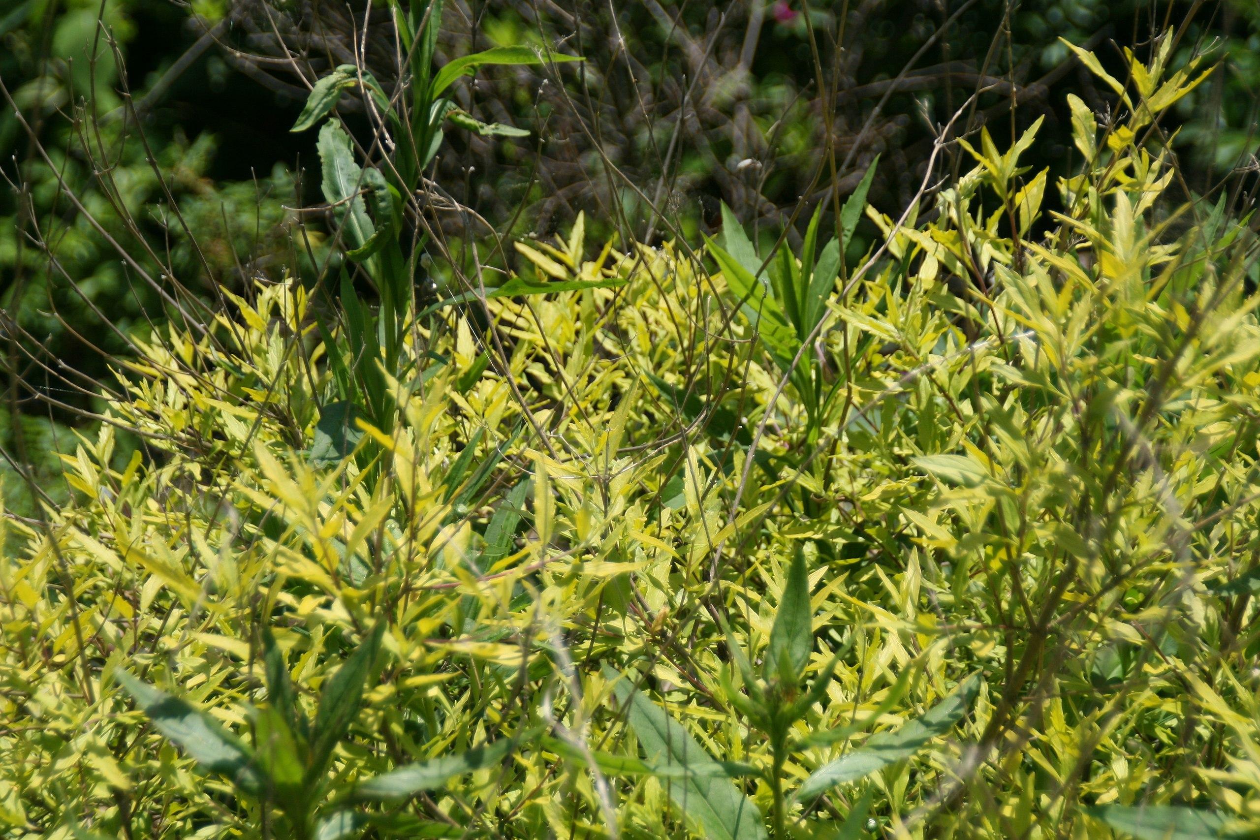 Yellow-green leaves.
