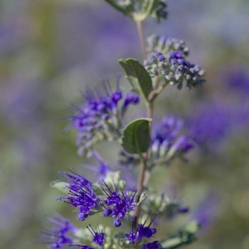 Purple-blue petals with green leaves around maroon stem.