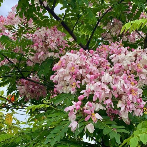 Pink-white flowers with green foliage on brown branches.
