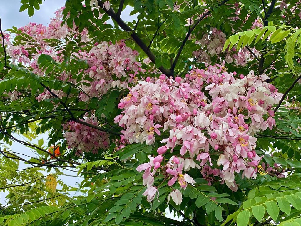 Pink-white flowers with green foliage on brown branches.