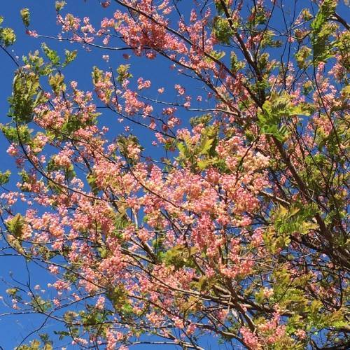 Pink flowers, green leaves on brown stem branches.