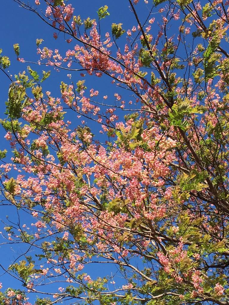 Pink flowers, green leaves on brown stem branches.