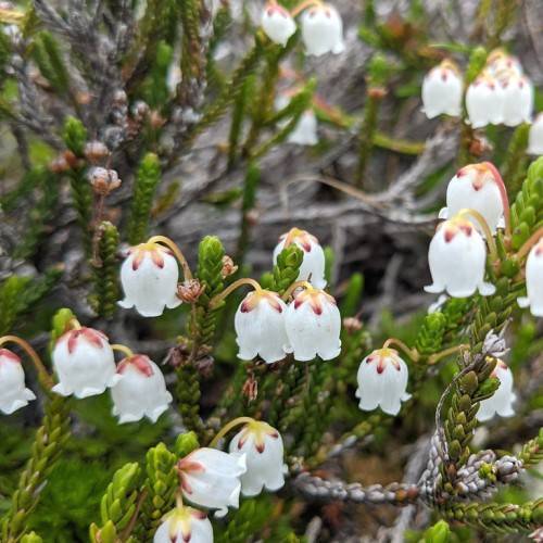 White flowers and green leaves with gray stem.