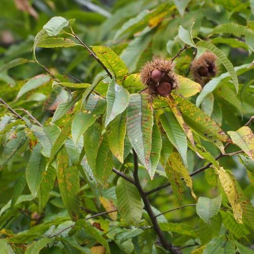 Green-yellow foliage with brown seeds on dark-brown stems.