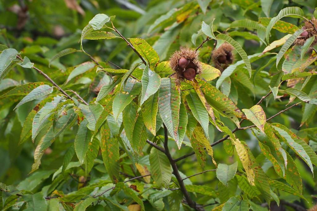 Green-yellow foliage with brown seeds on dark-brown stems.
