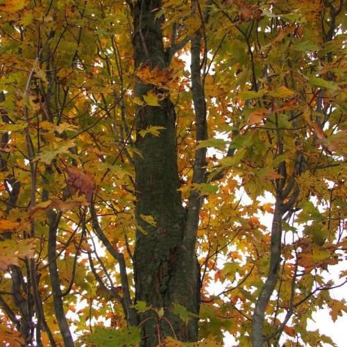 A brown-gray trunk and brown branches, filled with yellow-green leaves.