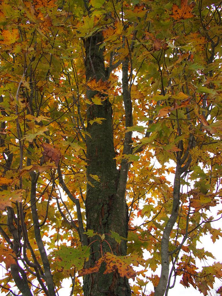 A brown-gray trunk and brown branches, filled with yellow-green leaves.