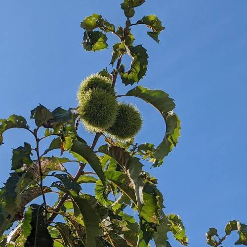 Green leaves and green fruits on brown stem branches.